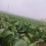 河南商丘趴地菠菜大量上市