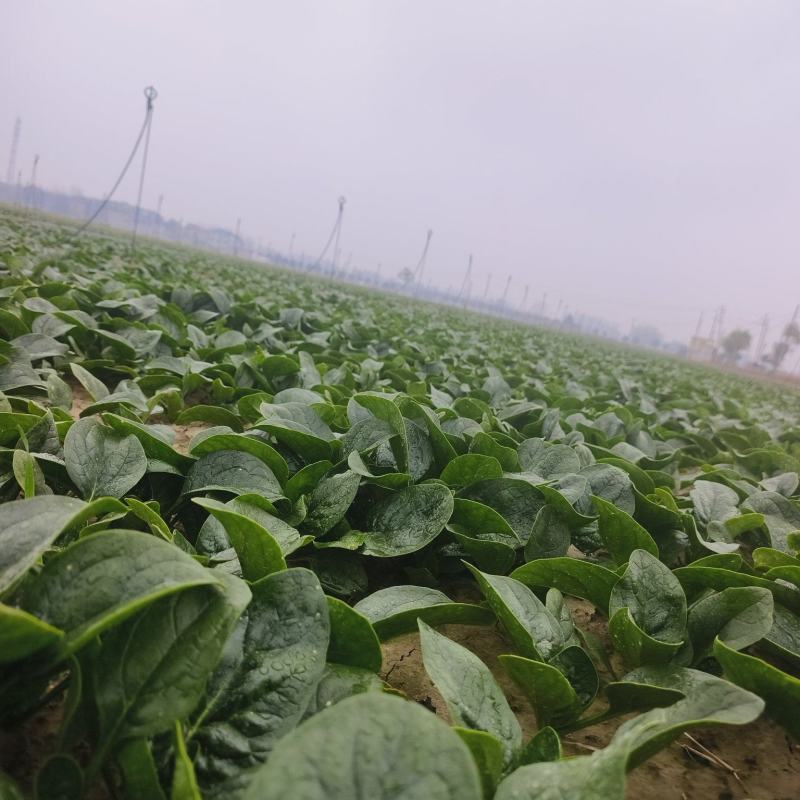 河南商丘趴地菠菜大量上市