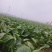 河南商丘趴地菠菜大量上市