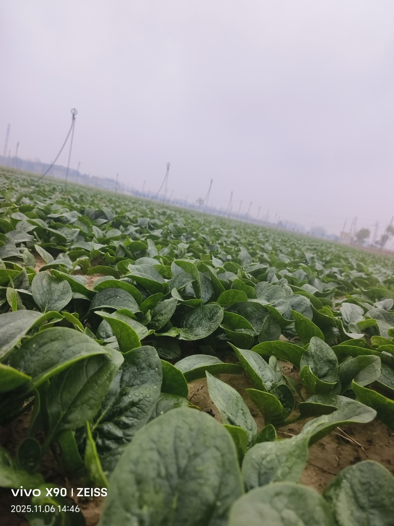 河南商丘趴地菠菜大量上市