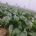 河南商丘趴地菠菜大量上市