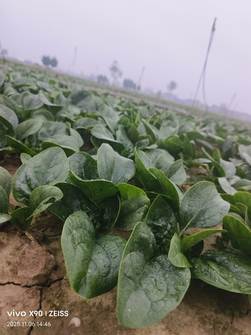 河南商丘趴地菠菜大量上市
