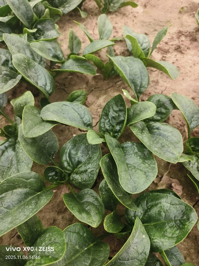 河南商丘趴地菠菜大量上市