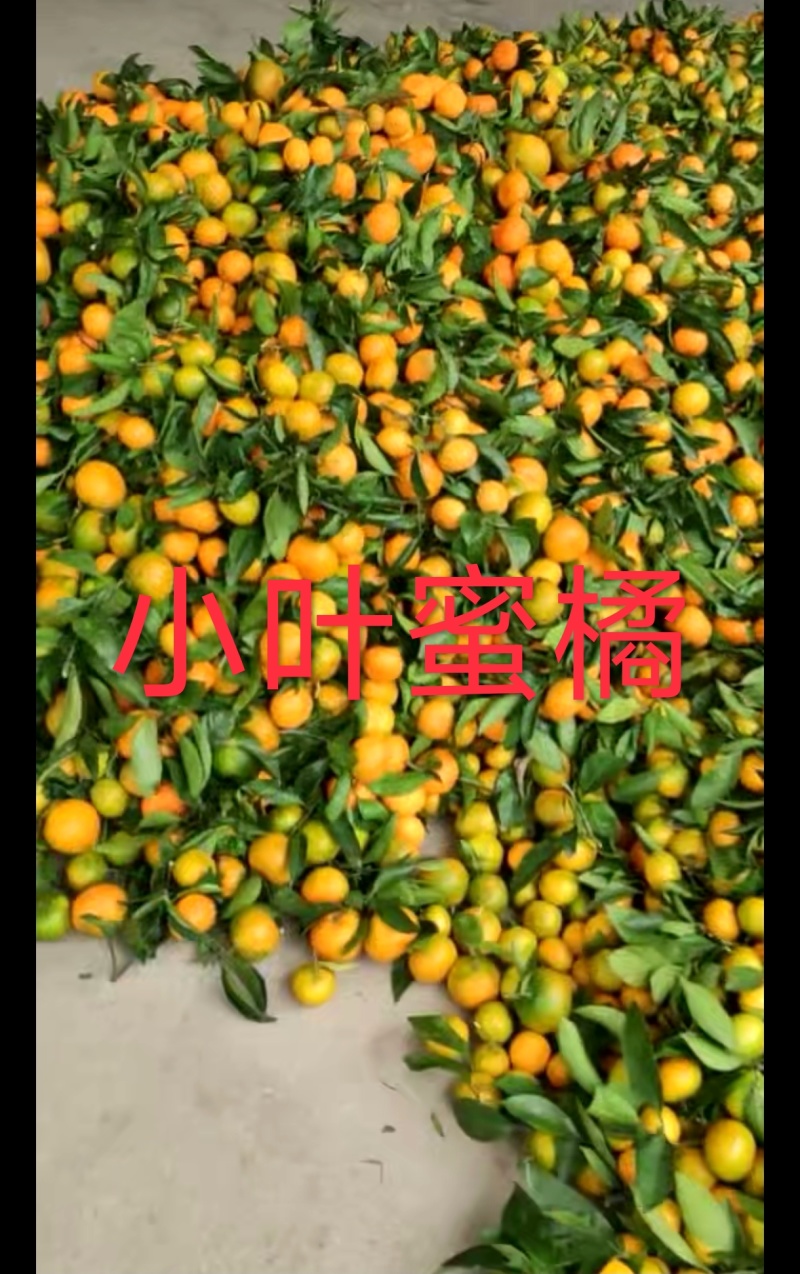 树上自然成熟，颜色全黄，没有黑科技的蜜橘已经大量上市了，