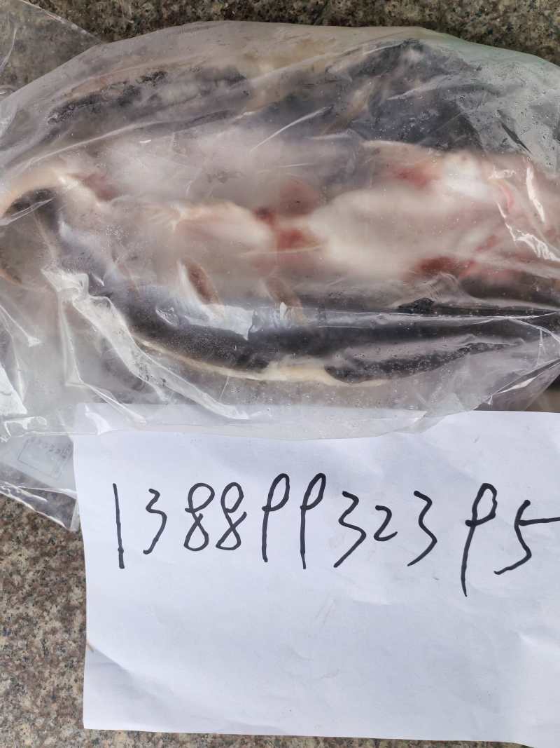 开背巴沙鱼9.5成货