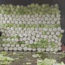 黄心大白菜