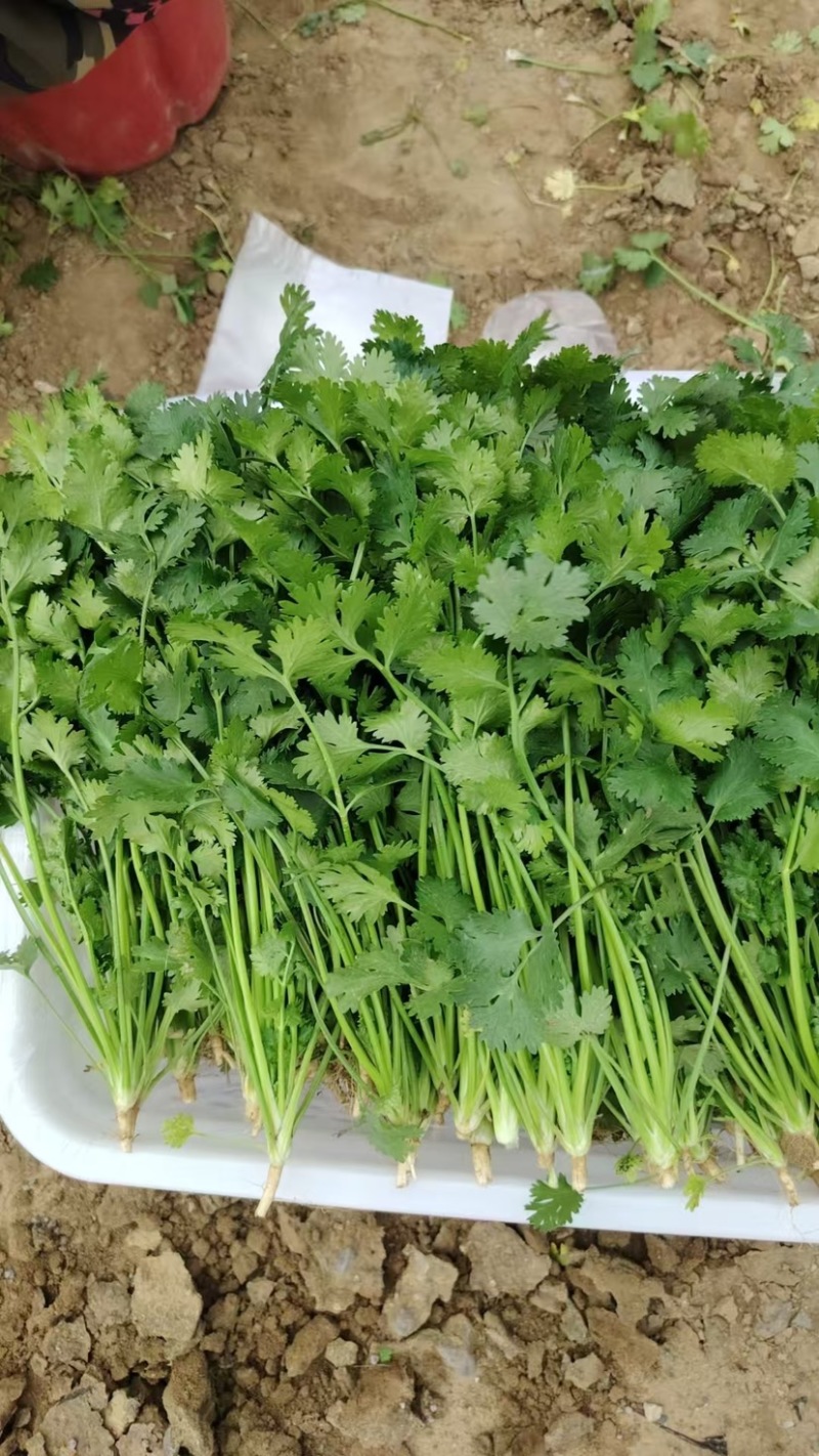 河北唐山小叶香菜大量上市代办代发欢迎各位老板来电洽谈