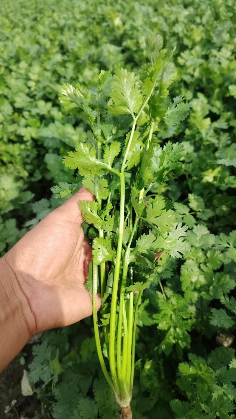河北唐山小叶香菜大量上市代办代发欢迎各位老板来电洽谈