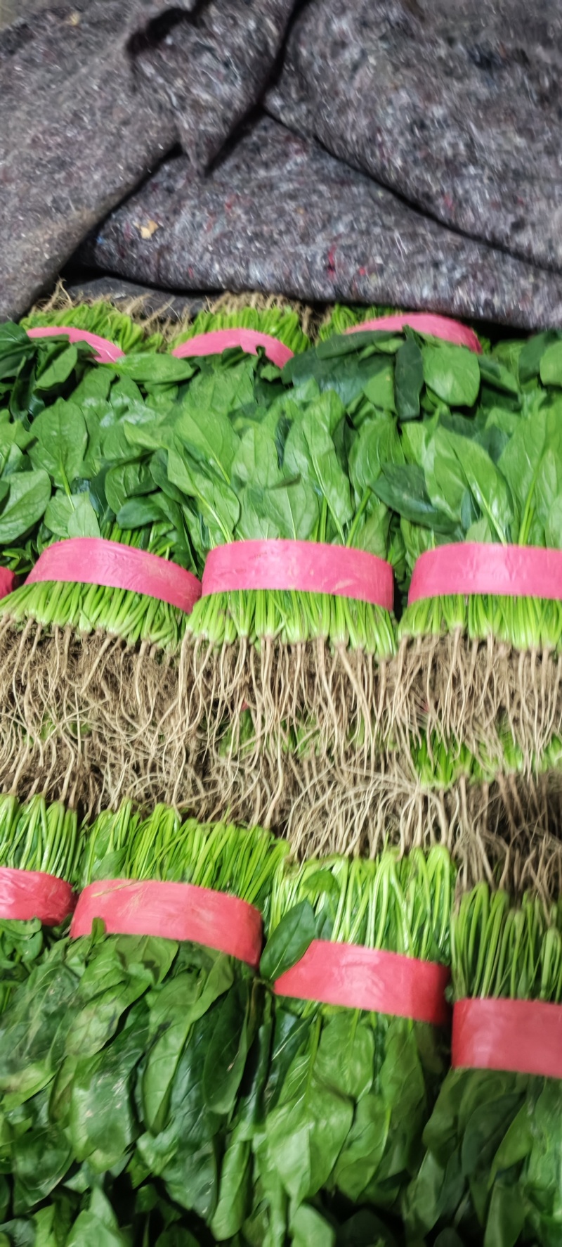 安阳滑县大叶菠菜应季上新，菠现采现摘，产地直发，