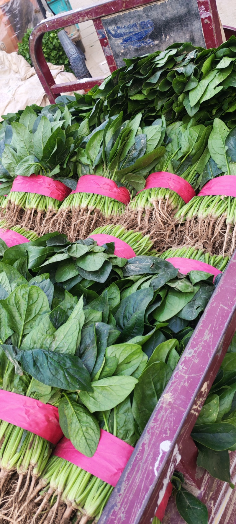 安阳滑县大叶菠菜应季上新，菠现采现摘，产地直发，