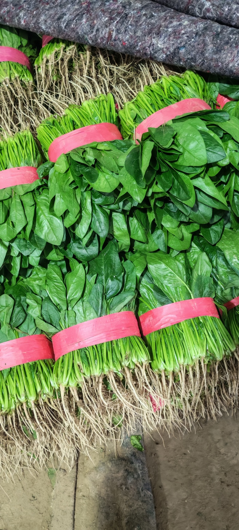 安阳滑县大叶菠菜应季上新，菠现采现摘，产地直发，