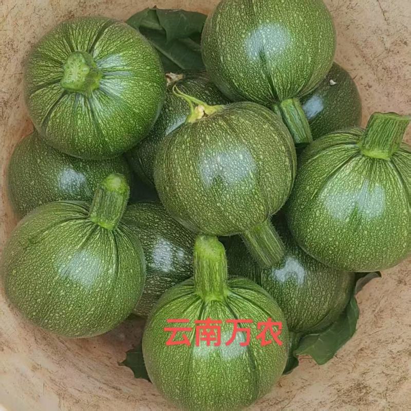 翠绿宝西葫芦种子高档无蔓圆形西葫芦种籽产量高瓜色油亮元宝