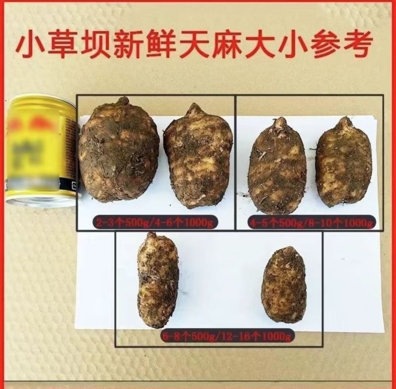 小草坝乌天麻高山自然生农户自产自销一手货源现挖现发品质好