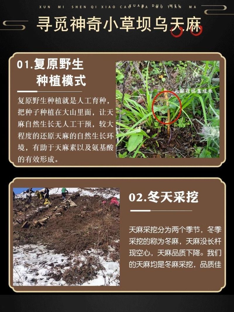 小草坝乌天麻高山自然生农户自产自销一手货源现挖现发品质好