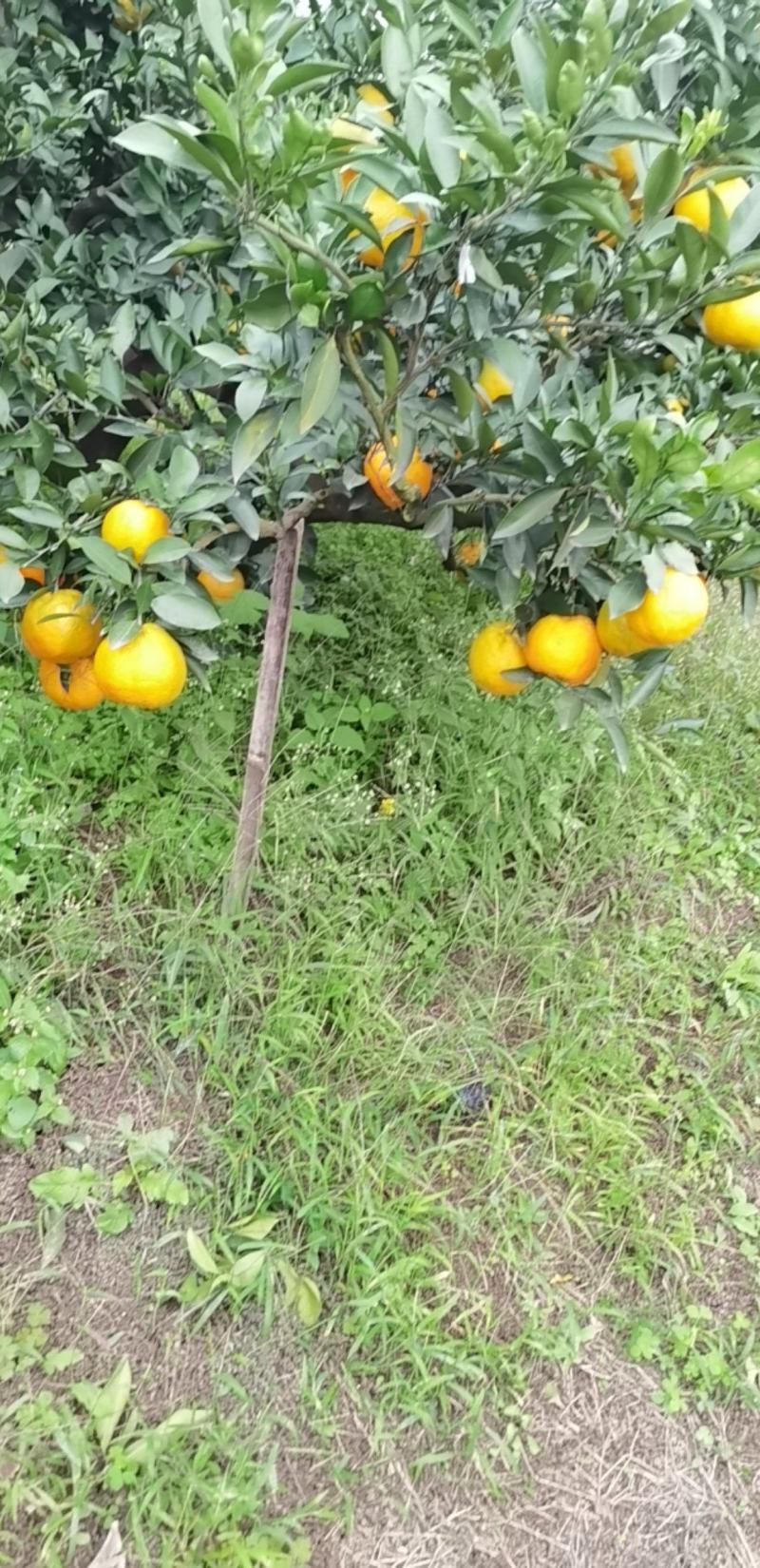蜜橘