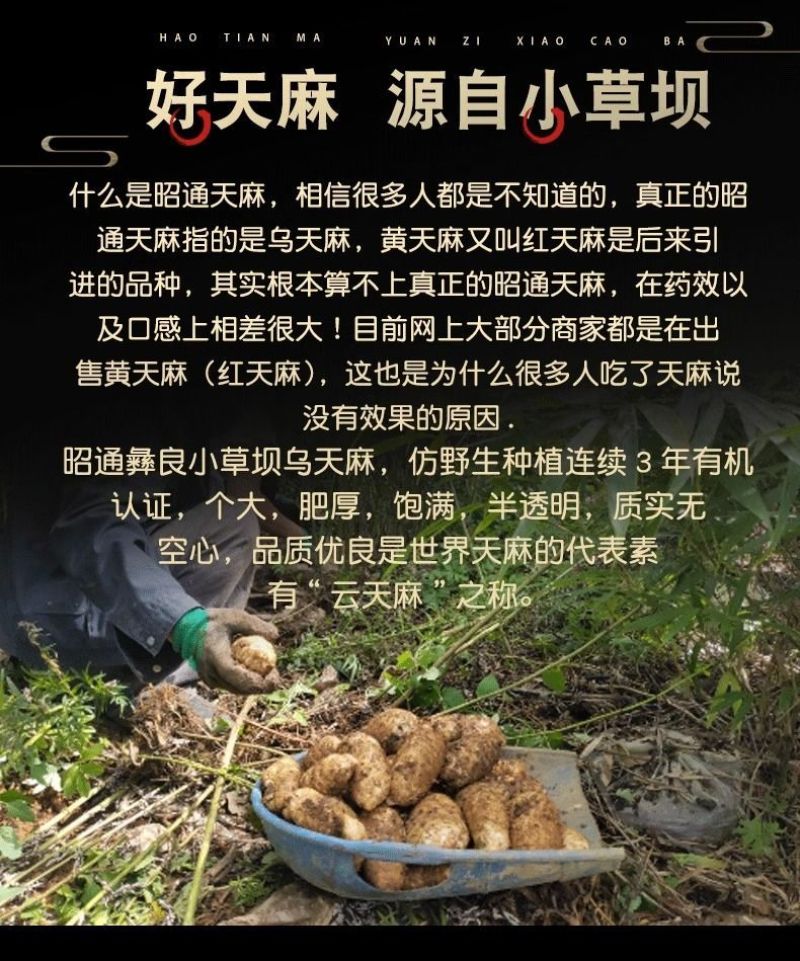 小草坝乌天麻高山自然生农户自产自销一手货源现挖现发品质好
