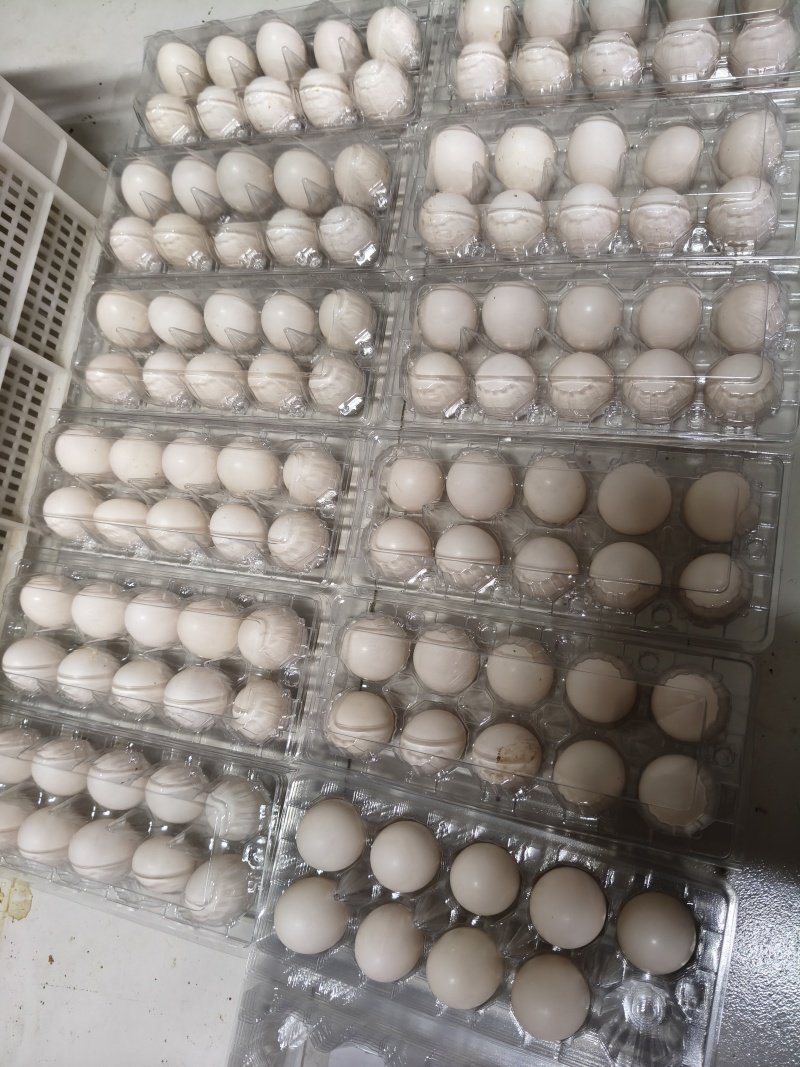 原粮鸽子蛋