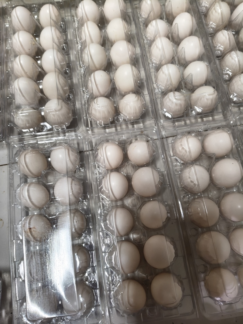 原粮鸽子蛋