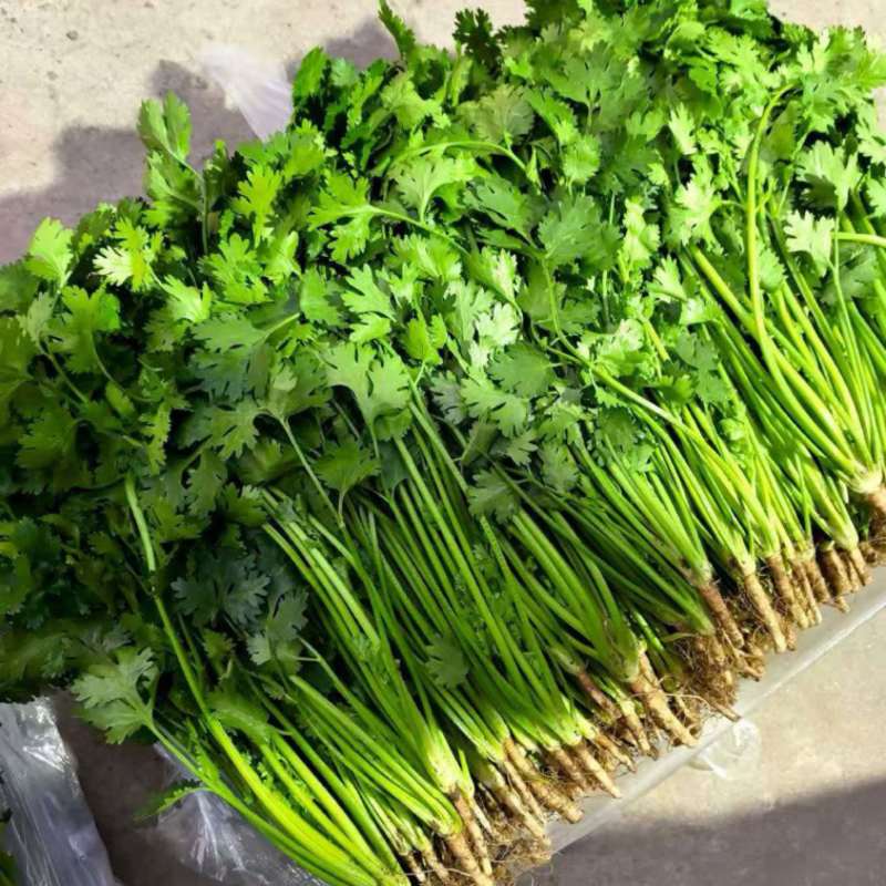 精品香菜发发发