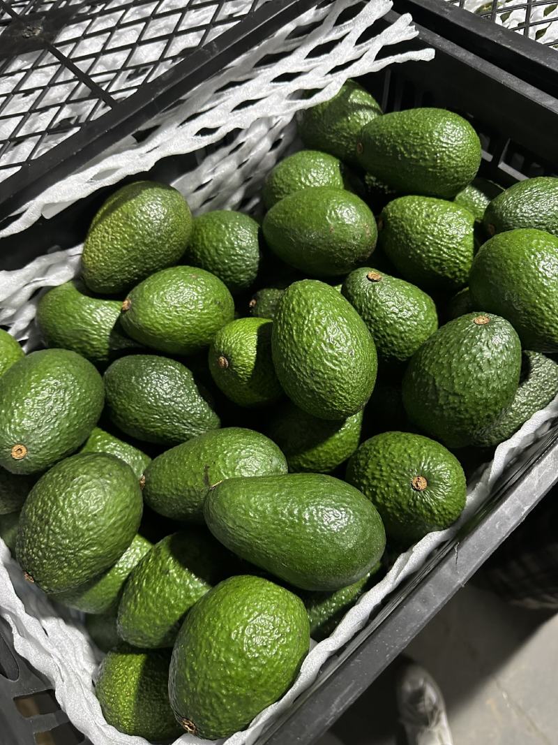 精品牛油果大量供应现摘现发品质保证来电洽谈价格可谈