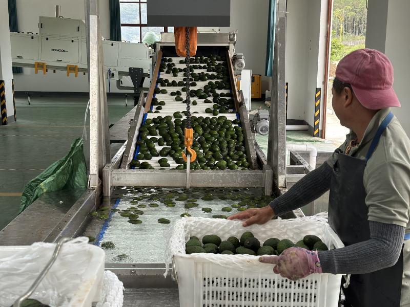 精品牛油果大量供应现摘现发品质保证来电洽谈价格可谈