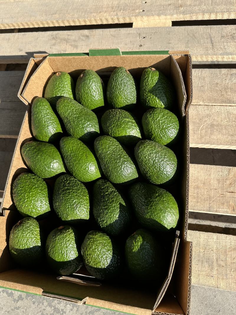 精品牛油果大量供应现摘现发品质保证来电洽谈价格可谈
