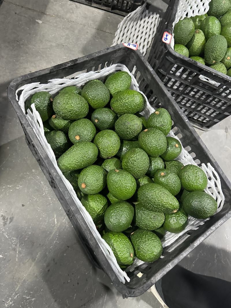 精品牛油果大量供应现摘现发品质保证来电洽谈价格可谈