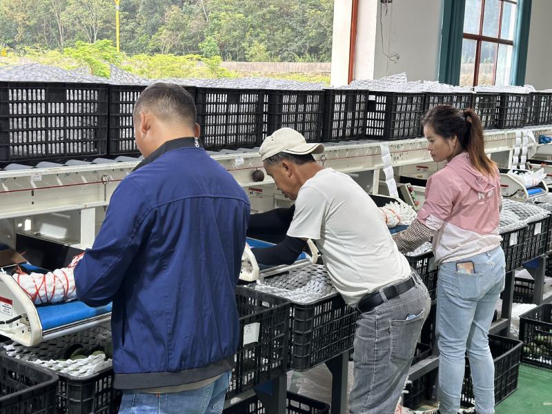 精品牛油果大量供应现摘现发品质保证来电洽谈价格可谈