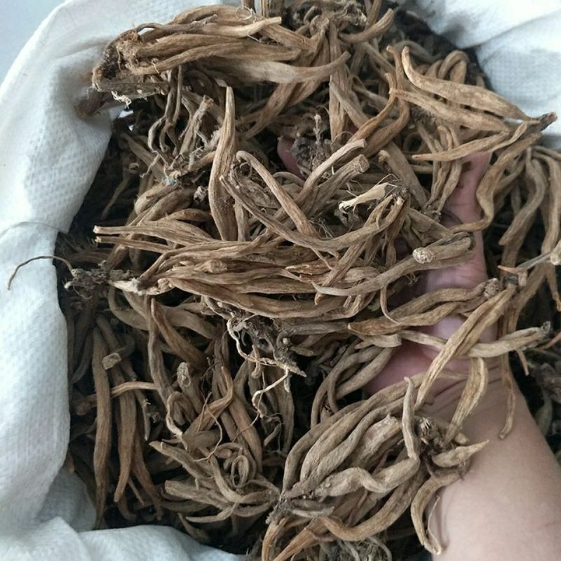 大蓟根中药材新鲜大蓟根干货野芥菜根刺蓟新货