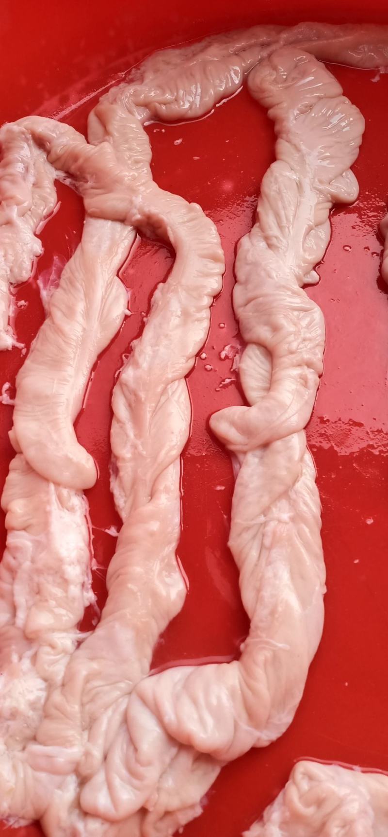 猪大肠批发每天都有新鲜货源充足带油去油都有货