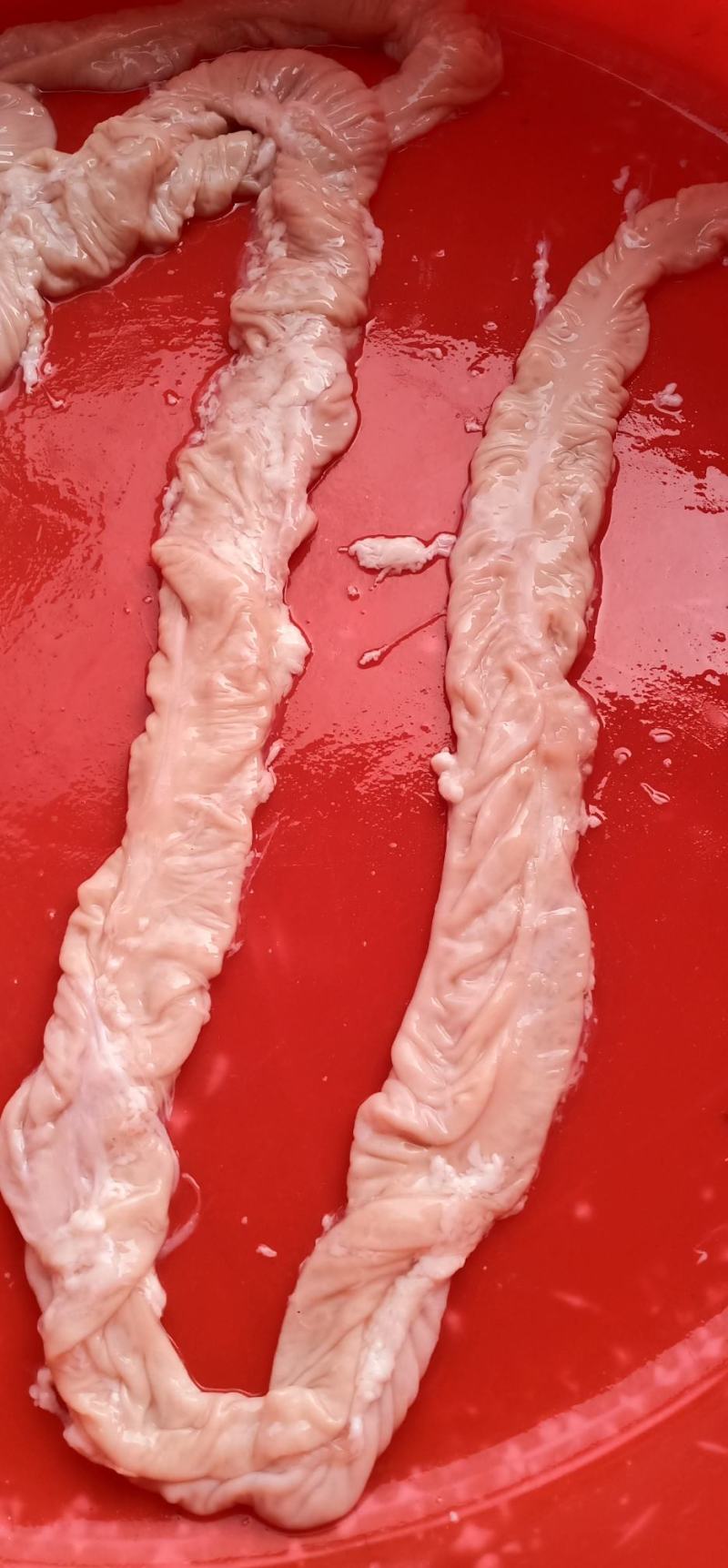 猪大肠批发每天都有新鲜货源充足带油去油都有货