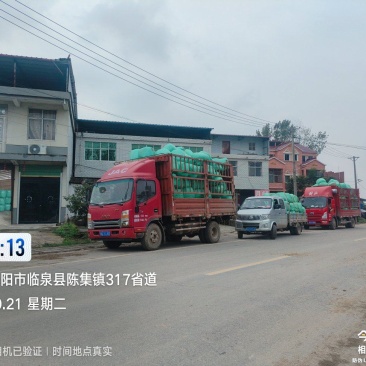 黄储大量供应优质玉米秸杆