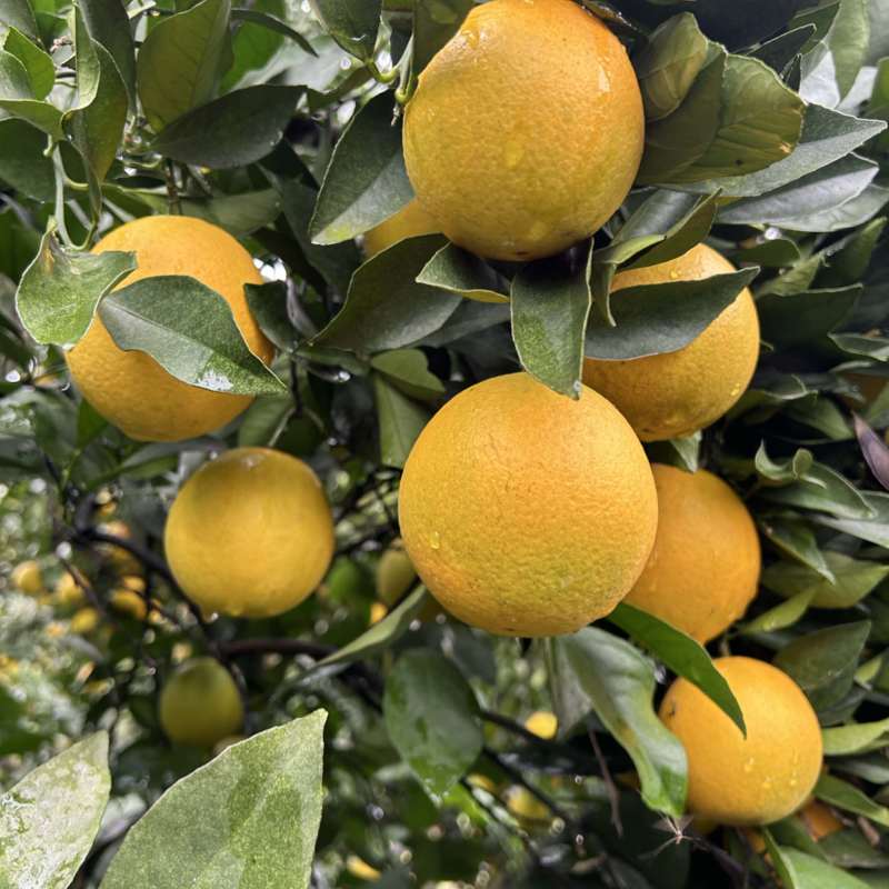 湖南湘西冰糖橙大量供应皮薄多汁，新鲜采摘货源充足