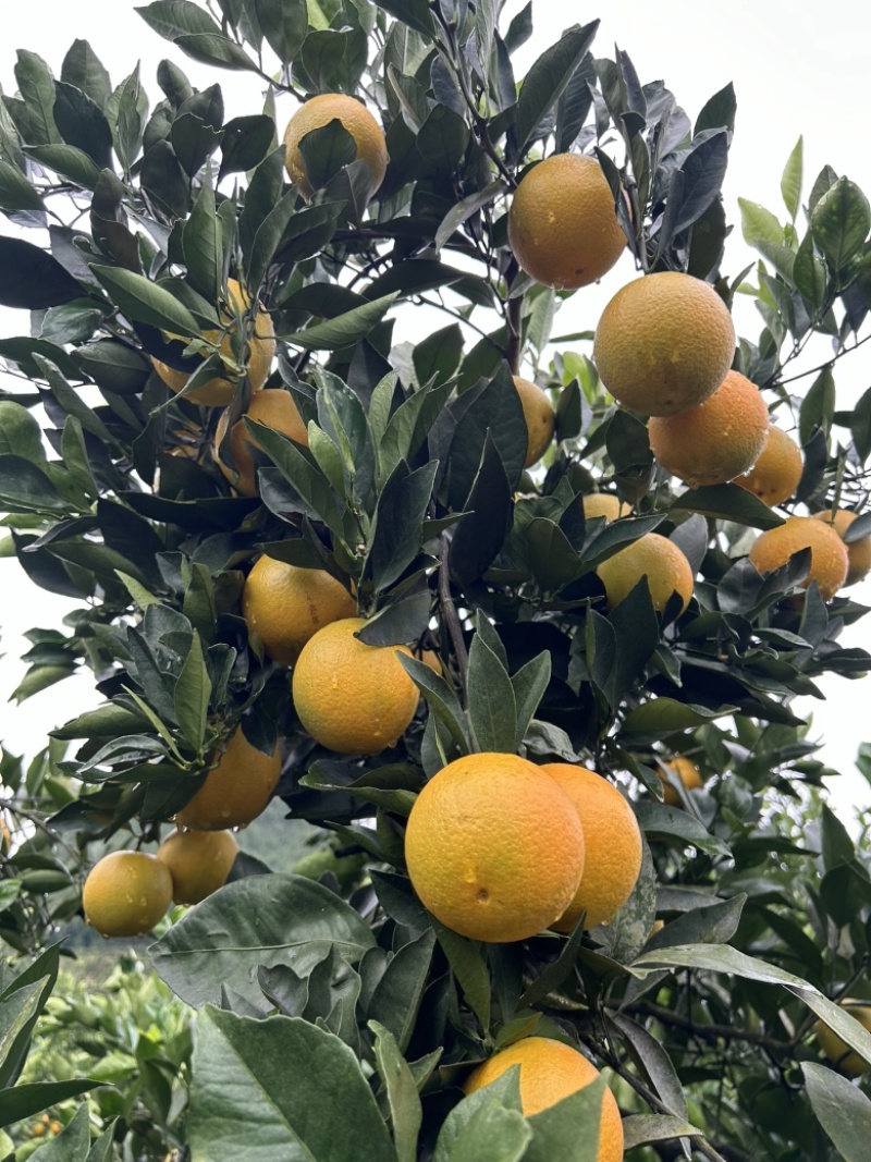 湖南湘西冰糖橙大量供应皮薄多汁，新鲜采摘货源充足