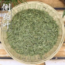 侧柏叶中药材冷背侧柏叶精选无硫干净无杂中药材