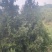 侧柏叶中药材冷背侧柏叶精选无硫干净无杂中药材