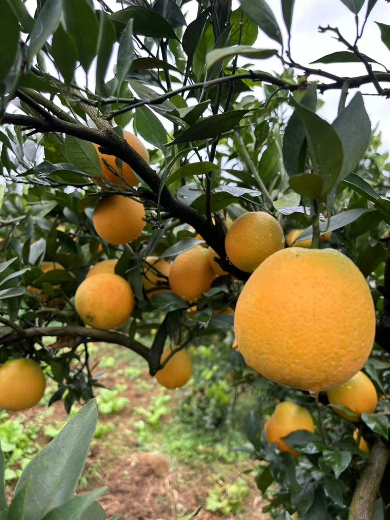 精品橙子纽荷尔脐橙大量上市对接全国市场各大商场，欢迎咨询