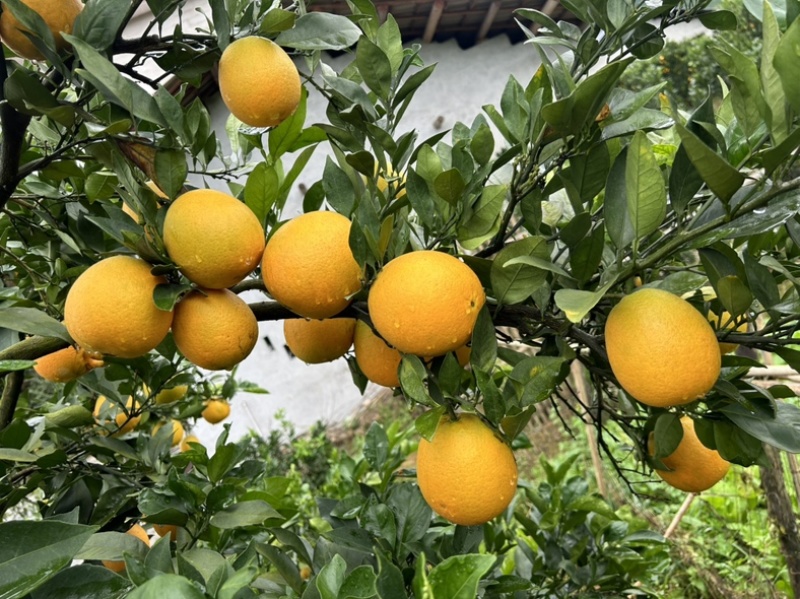 精品橙子纽荷尔脐橙大量上市对接全国市场各大商场，欢迎咨询