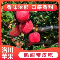 洛川冰糖心红富士苹果，全红，片红，条红，高山种植