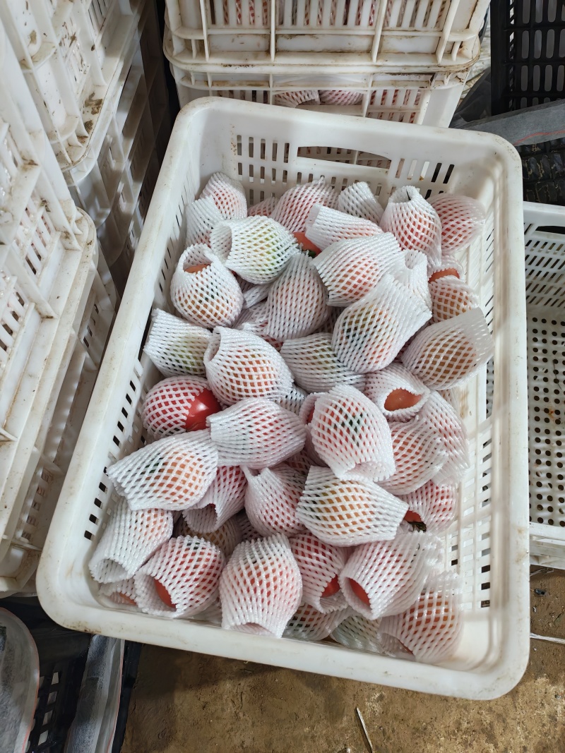 河北水果西红柿.口感西红柿大量供应.质优价廉。