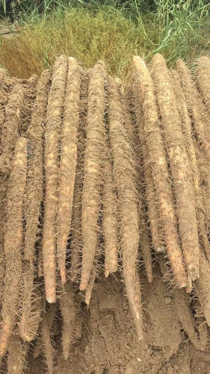 宁夏精品白玉山药产地直发香甜软糯可视频看货