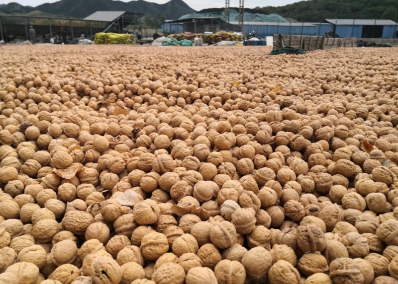 河北唐山核桃原色核桃老树核桃基地直供一手货源联