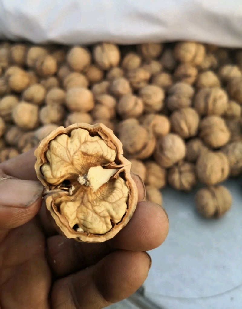 河北唐山核桃原色核桃老树核桃基地直供一手货源联