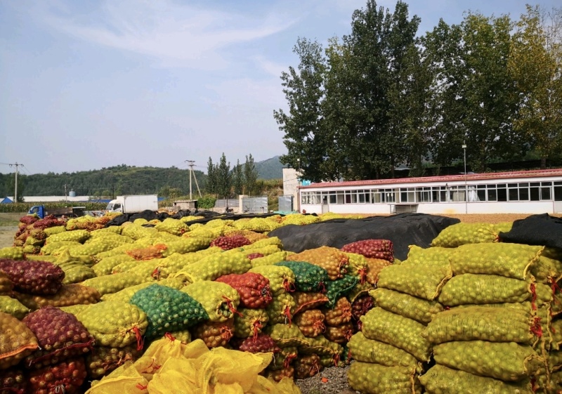 河北唐山核桃原色核桃老树核桃基地直供一手货源联