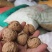 河北唐山核桃原色核桃老树核桃基地直供一手货源联