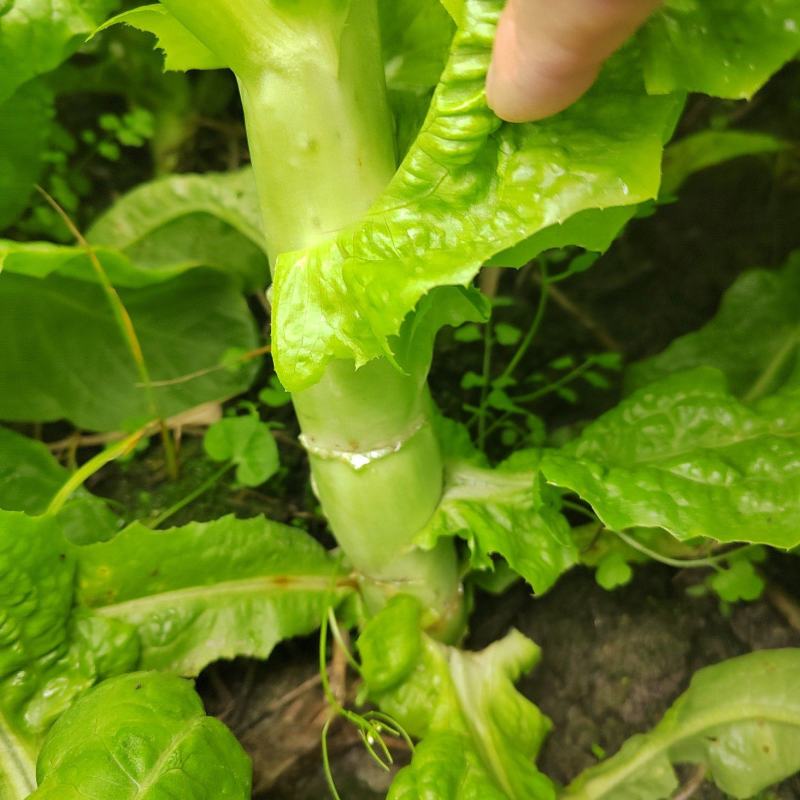 竹筒青莴笋