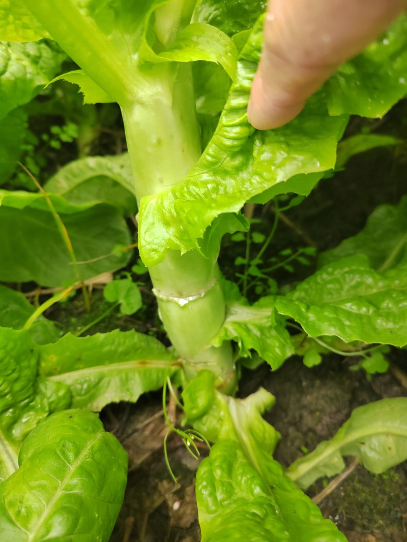 竹筒青莴笋
