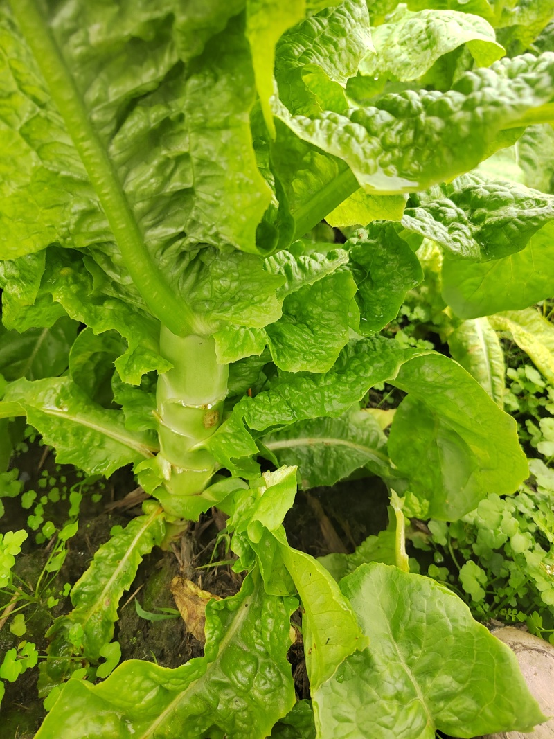 竹筒青莴笋