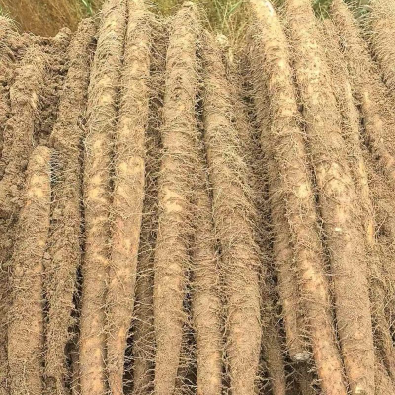 精品宁夏白玉山药沙地山药产地直发保质保量代发全国