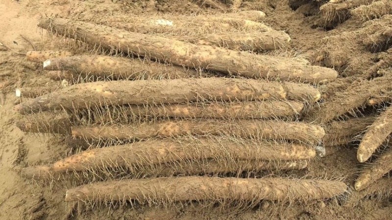 精品宁夏白玉山药沙地山药产地直发保质保量代发全国